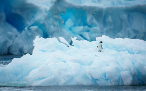 Lone gentoo penguin with white belly & black head stands atop blue iceberg chunk on an Antarctica & South Georgia Air Cruise.