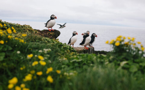 A few puffin birds with white bellies, black backs & orange beaks stand in green grass & yellow wildflowers in Iceland.