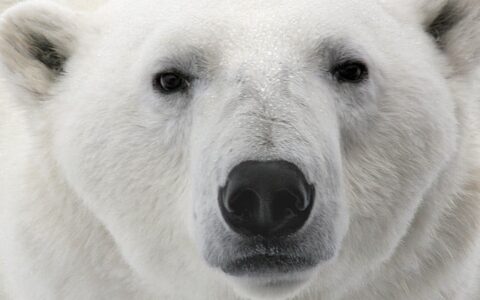 closeup of polar bear face on introduction to spitsbergen: fjords, glaciers & wildlife of svalbard cruise