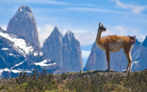 Guanaco with reddish hair, tall legs, curled tail & pointed ears stands atop green tundra with mountains behind in the sun.