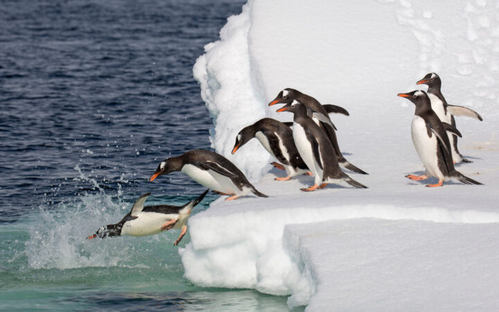 A group of black white penguins with orange beaks and feet dive into the polar water from a white snowy iceberg in Antarctica