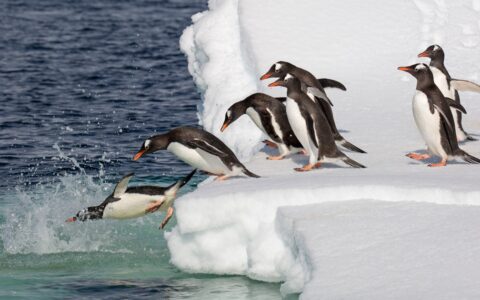 A group of black white penguins with orange beaks and feet dive into the polar water from a white snowy iceberg in Antarctica