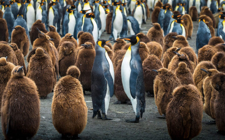 A large colony of king penguins, fuzzy brown chicks plus grey, white, yellow and orange adults all gather on South Georgia Island in Antarctica.