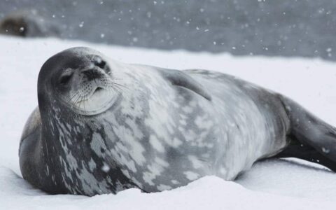 A gray-and-white-speckled weddell seal lays on the snow during the South Georgia Antarctic Odyssey Cruise.