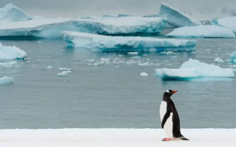 A gentoo penguin stands on shore and looks behind itself with floating blue icebergs in the background during the Spirit of Antarctica expedition.