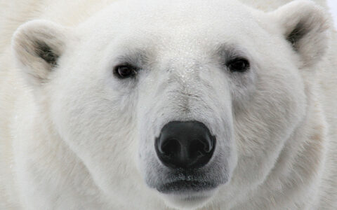 Close portrait of a polar bear looking toward the camera in Svalbard.