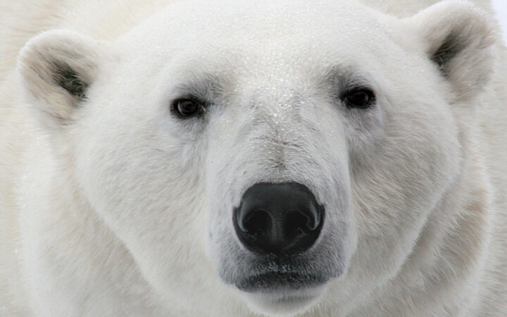 Close portrait of a polar bear looking toward the camera in Svalbard.