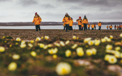 Travelers walk across flower-dotted Arctic tundra in Svalbard.