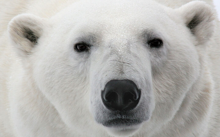 Close up of an adult white polar bear face with black eyes & nose seen on the Svalbard Explorer cruise in the Arctic.