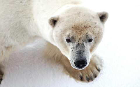 Close up of polar bear in white fur with large paws looking up from snow-covered ground.