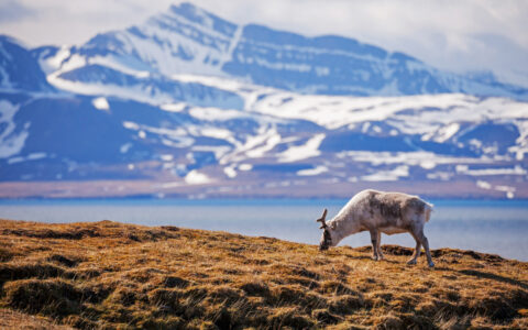 arctic small ship cruise passengers hike on a grassy mountainside with the sea and ocean adventurer in the background
