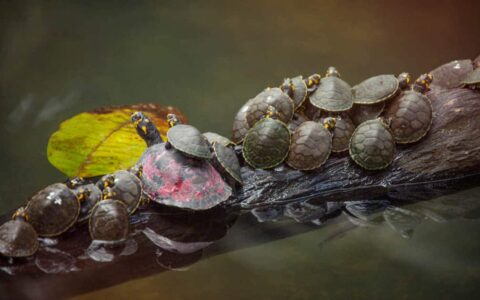 Turtle with about 15 baby turtles piled together on top of each other on a log in a river in the Peruvian Amazon