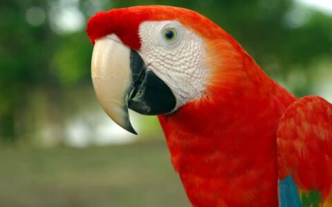 Aria Amazon River Cruise photo 5