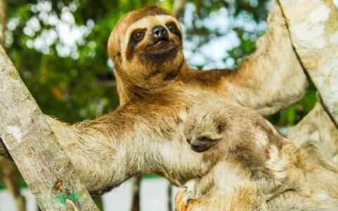 sloth with baby hanging in the canopy on the aria amazon river cruise