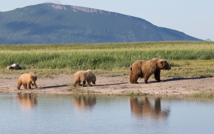 Three brown bears walk along the shore with green grass behind them in Katmai Alaska National Park