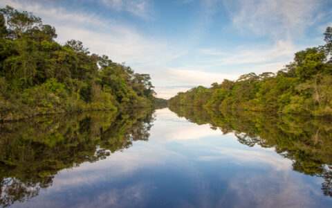 calm river flows through a dense, lush green Amazonian rainforest, with the trees and sky reflecting clearly on the still water.