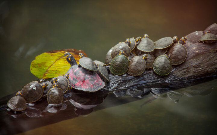 Turtle with about 15 baby turtles piled together on top of each other on a log in a river in the Peruvian Amazon.