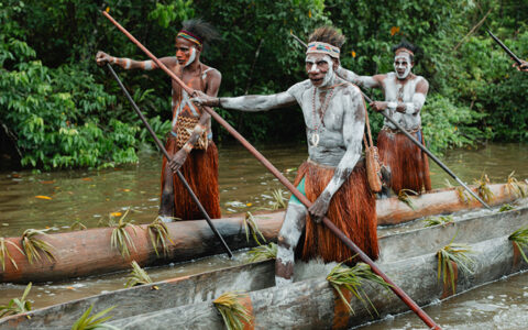 Tribal men with white body paint, tan grass skirts & sewn headbands stand in wooden dugout canoes & paddle a river in Indonesia.