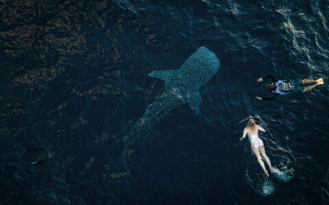 Aerial view of 2 travelers in West Papua swimming in dark sea beside a large spotted whale shark in Indonesia.