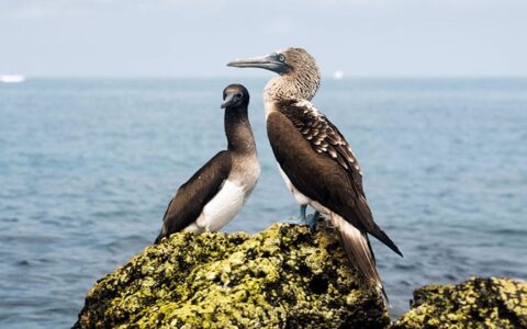 Blue-footed booby birds stand on a bright-green-moss-covered rock overlooking calm turquoise waters in Galapagos.