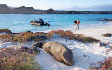 While cruising the Galapagos isles on the Aqua Mare Galapagos Cruise you will take excursions ashore to see the local wildlife