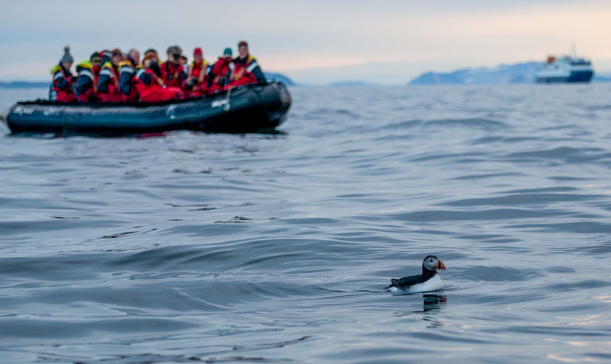 Zodiac of Arctic travelers in red suits sits in calm sea near a swimming puffin during a cruise to Svalbard Norway.