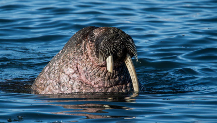 A brown & pink walrus with one broken tusk looks up from blue sea, seen on cruises to Spitsbergen.