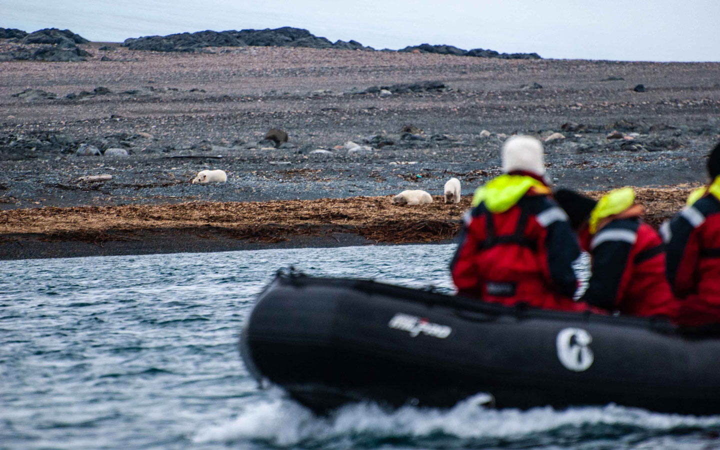 Arctic travelers in red suits ride in a Zodiac near a shoreline with bears common on polar bear watching cruises.