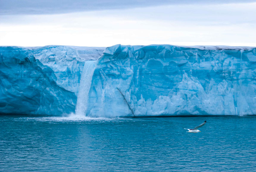 Huge waterfall streams from top of wall of blue ice as white bird flies by, seen on a Svalbard Arctic cruise.