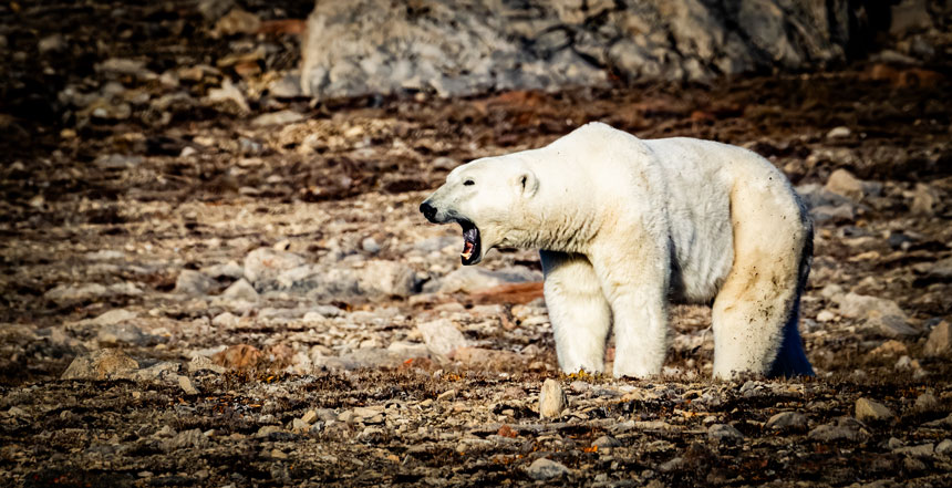 Polar bear in white fur stands atop rocky tundra & makes noise, seen on a Svalbard cruise.
