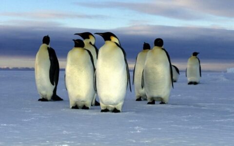 A group of penguins walk across the ice and snow in antarctica, as seen from the weddell sea voyage cruise