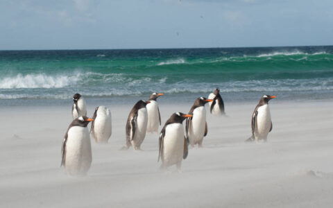 A flock of gentoo penguins stand on a sandy beach with turquoise waves rolling in behind them on the South Georgia & Polar Circle Cruise.