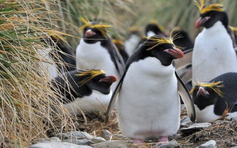 A group of Macaroni Penguins stands beside tussock grass on the South Georgia & Polar Circle Cruise.