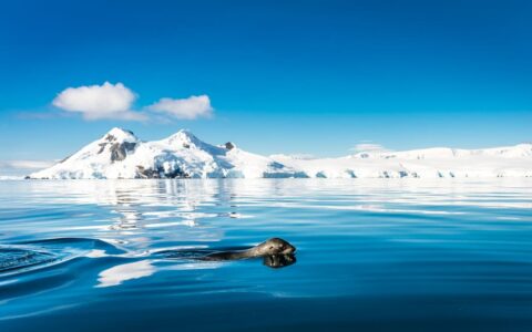 A seal pokes its head above calm blue waters with snowcapped peaks in the distance on a sunny day in Antarctica on the South Georgia & Polar Circle Cruise.
