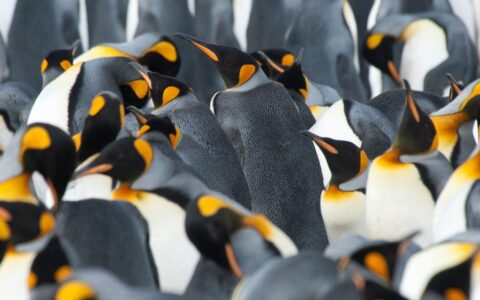 a colony of king penguins in antarctica