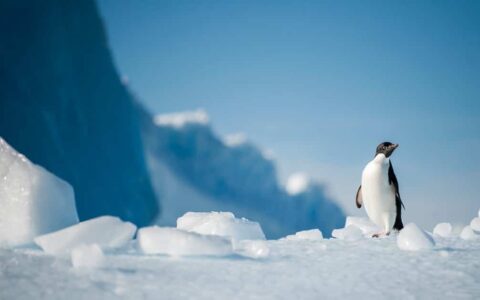 Solo penguin in an ice field with blue skies in Antarctica