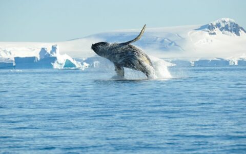 Humpback whale, breaching, Antarctica