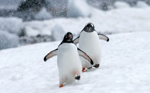 Pair of gentoo penguins with white bellies & black heads walk over snow during a cruise from Chilean fjords to Antarctica