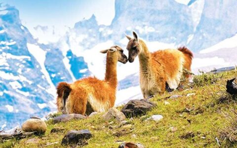 Pair of guanacos with white & tan fur touch noses atop a rocky & grassy hillside, seen during an Antarctica Chile cruise.