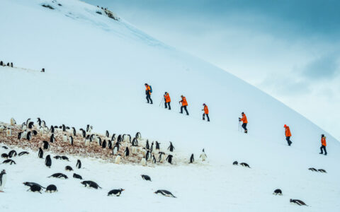 Antarctica Direct travelers hike up a snowfield beside a gentoo penguin colony on a cloudy day at Cuverville Island.