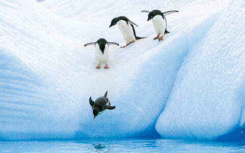 Adult Adelie penguins lining up to leap off of an iceberg at Paulet Island in the Weddell Sea, Antarctica.