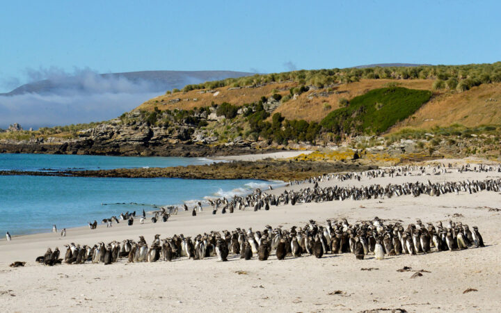 Hundreds of Magellanic penguins wander on the beach with turquoise water and green hillsides in the background on a sunny day on the South Georgia & Polar Circle Cruise.