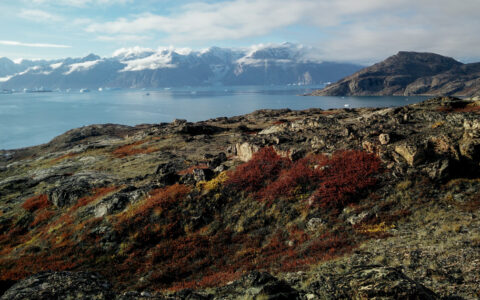 Rocky overlook with red & gold tundra above calm blue fjord backed by snowy peaks on a sunny day in Greenland.
