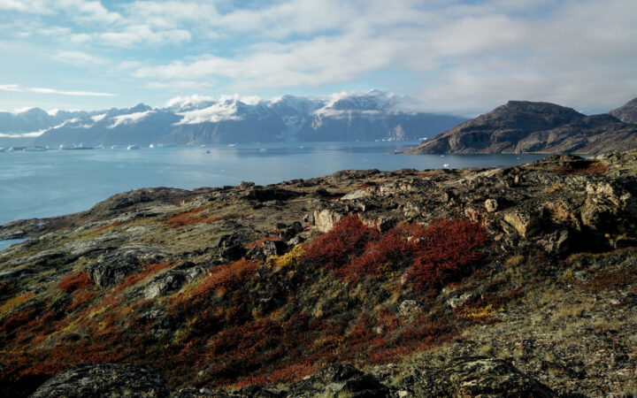 Rocky overlook with red & gold tundra above calm blue fjord backed by snowy peaks on a sunny day in Greenland.