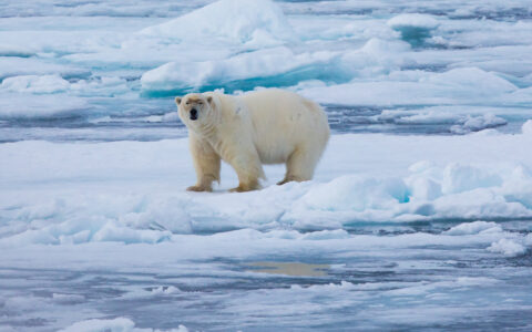 Lone white polar bear stands atop floating blue iceberg, seen on an Arctic Highlights cruise to Svalbard, Greenland & Iceland.
