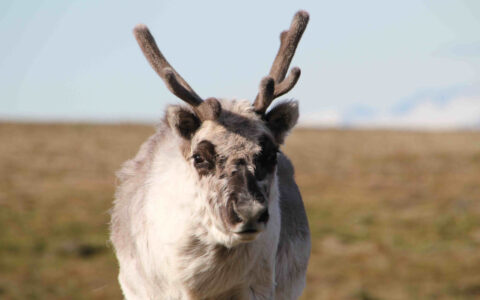 Svalbard reindeer with patchy white & brown fur & small, fuzzy brown antlers stands atop green tundra on a sunny day.