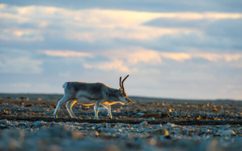 Reindeer wallking on a calm morning in the wild arctic