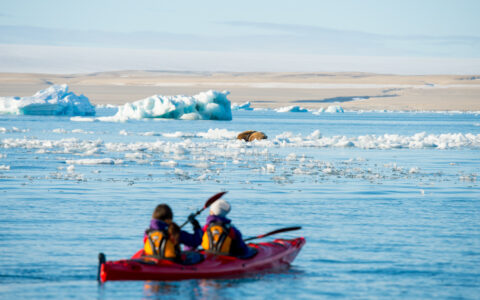 Kayakers paddle near an iceberg with large sea lions perched up on a small peice of ice on a sunny day