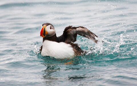 Puffin with bright orange & yellow beak waves a wing, seen during the Around Spitsbergen voyage.