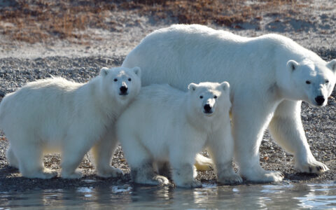 Mother & 2 polar bear cubs stand on rocky shoreline in the sunshine, seen on a Thule region expedition cruise.